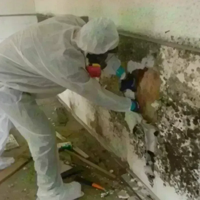 Mold Remediation and Removal in Runaway Bay, TX